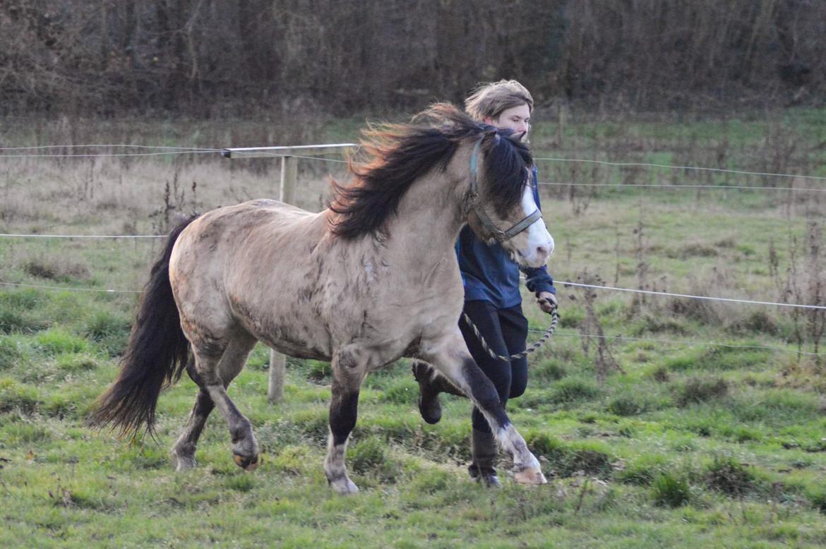 Welsh Pony af Cob-type (sec C) Pwllmelin Moonraker  billede 7