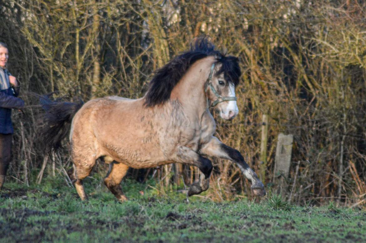 Welsh Pony af Cob-type (sec C) Pwllmelin Moonraker  billede 14