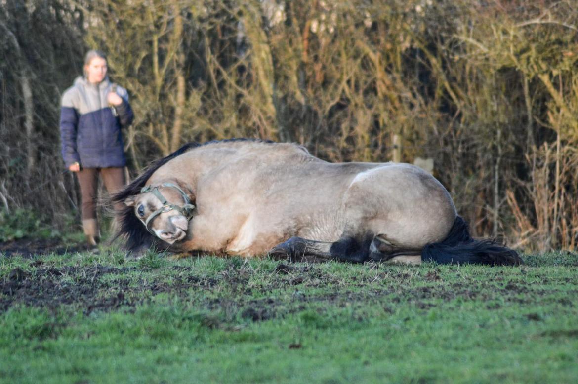 Welsh Pony af Cob-type (sec C) Pwllmelin Moonraker  billede 15