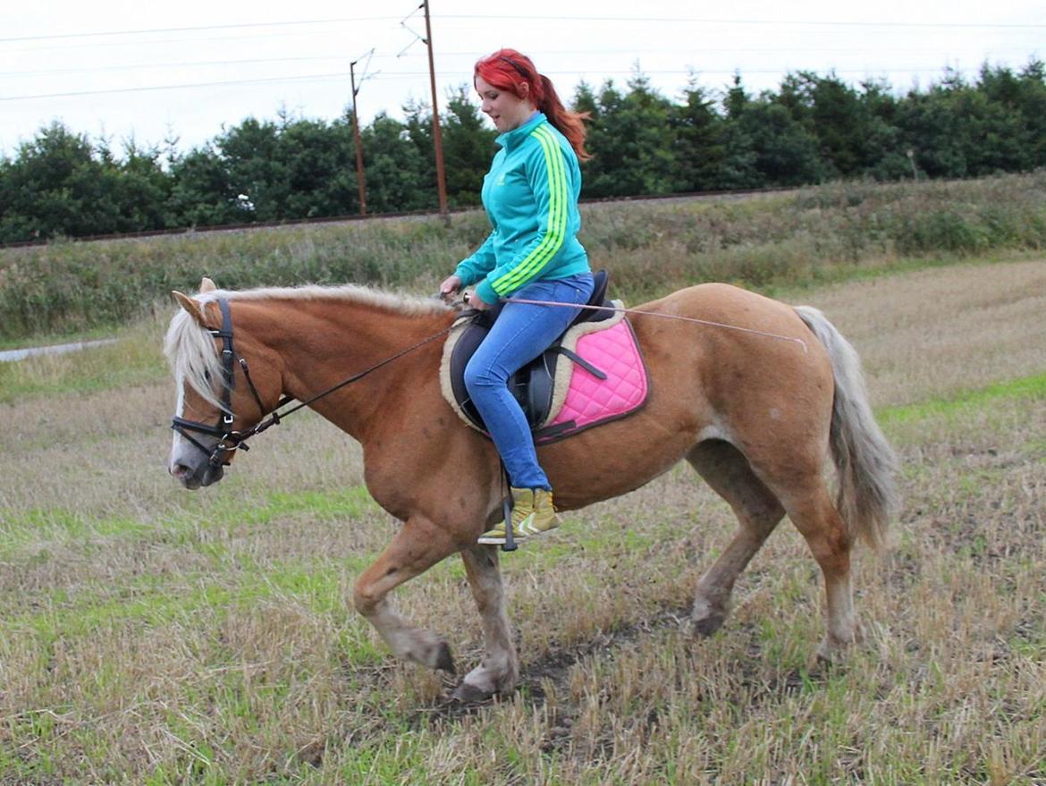 Tyroler Haflinger Tessa (Koen) billede 30