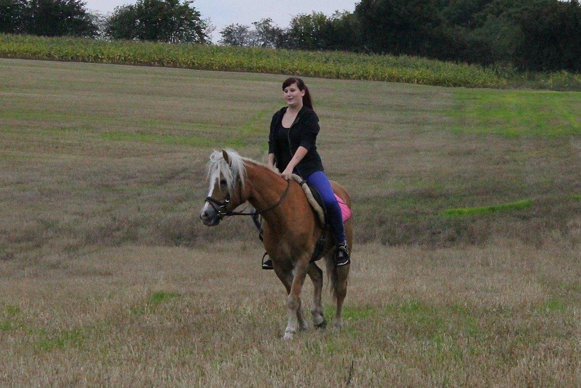 Tyroler Haflinger Tessa (Koen) billede 41