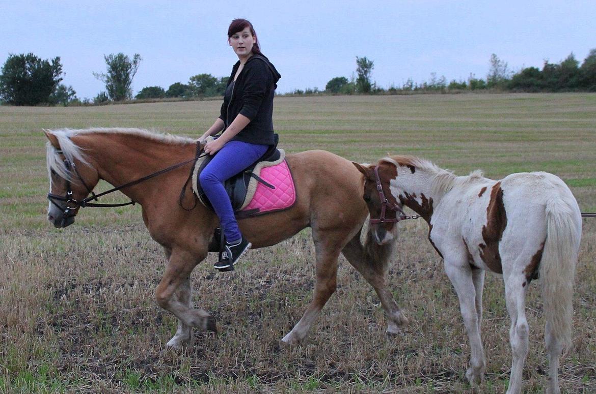 Tyroler Haflinger Tessa (Koen) billede 34