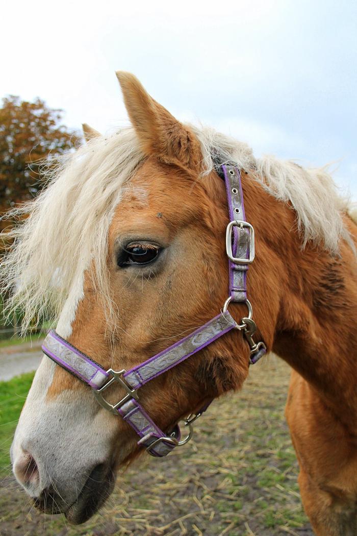 Tyroler Haflinger Tessa (Koen) billede 40