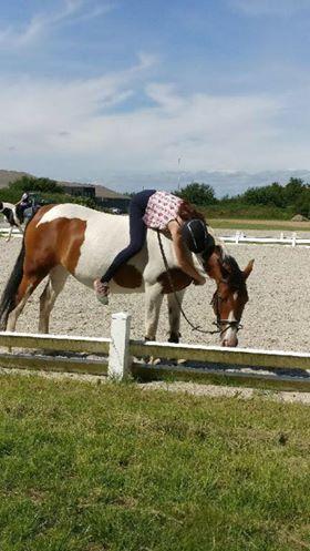 Pinto Gonda billede 4