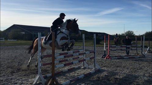 Pinto Gonda billede 5