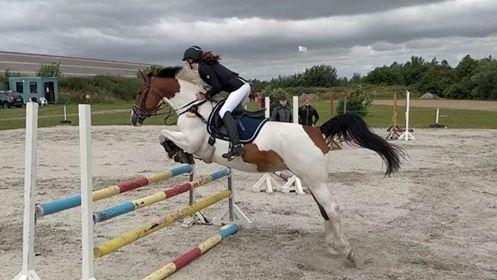 Pinto Gonda billede 10