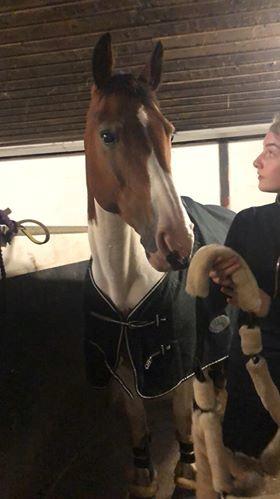 Pinto Gonda billede 11