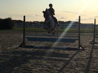 Pinto Gonda billede 12