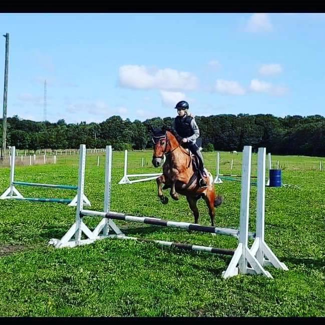 Appaloosa Krezip billede 4