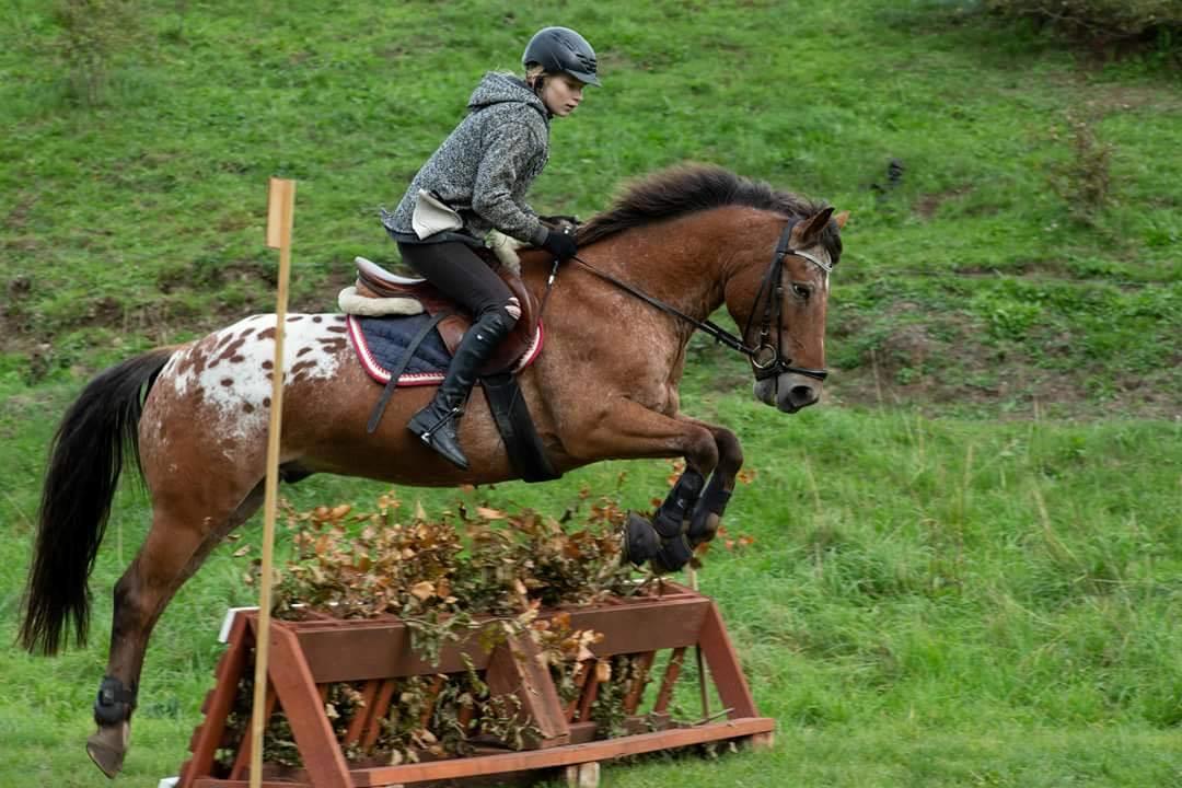 Appaloosa Krezip billede 5