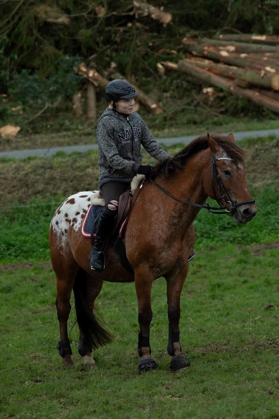 Appaloosa Krezip billede 7