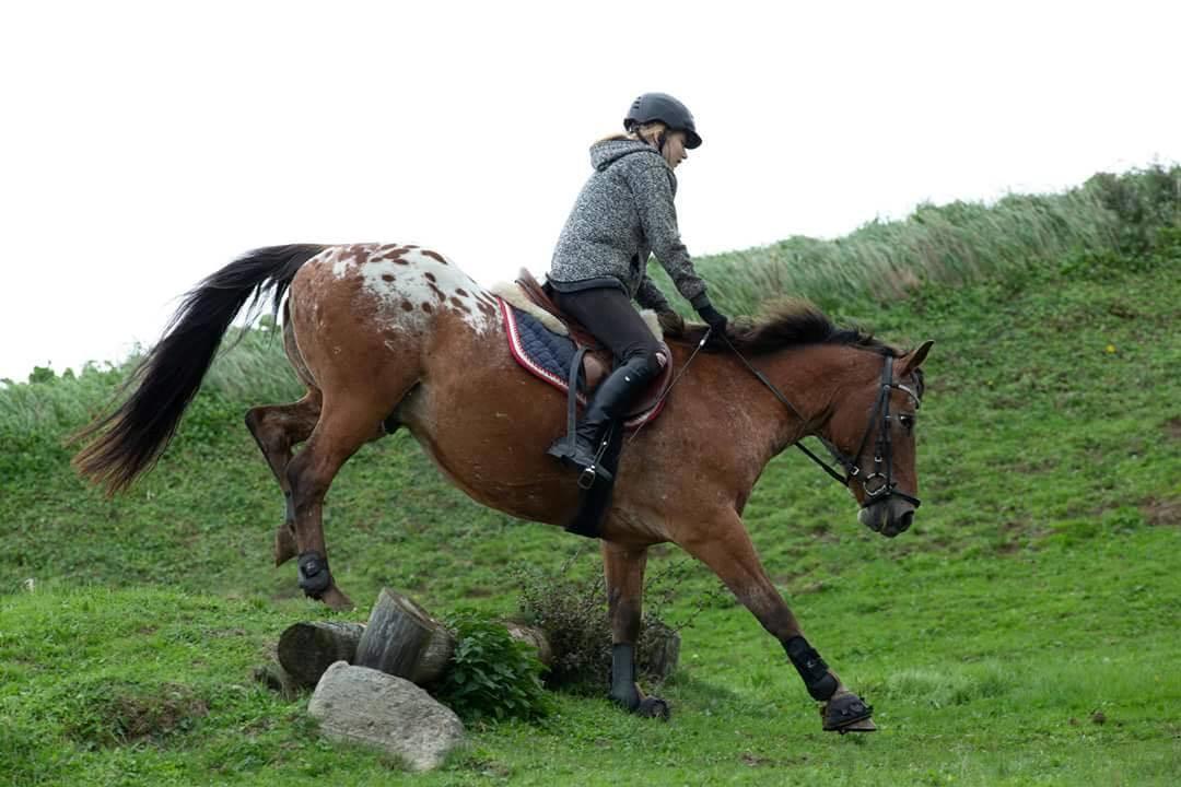 Appaloosa Krezip billede 8