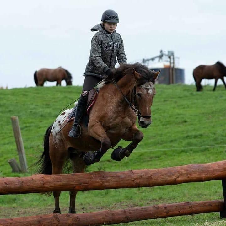 Appaloosa Krezip billede 10