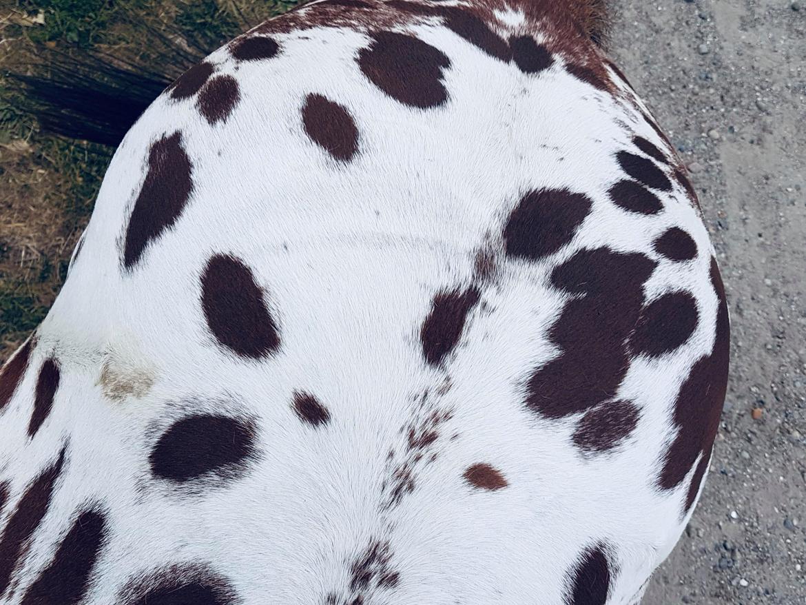 Appaloosa Krezip billede 11