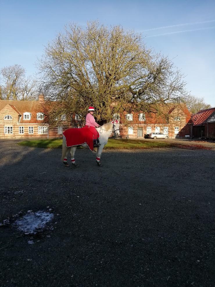 Anden særlig race Kaiser  billede 14