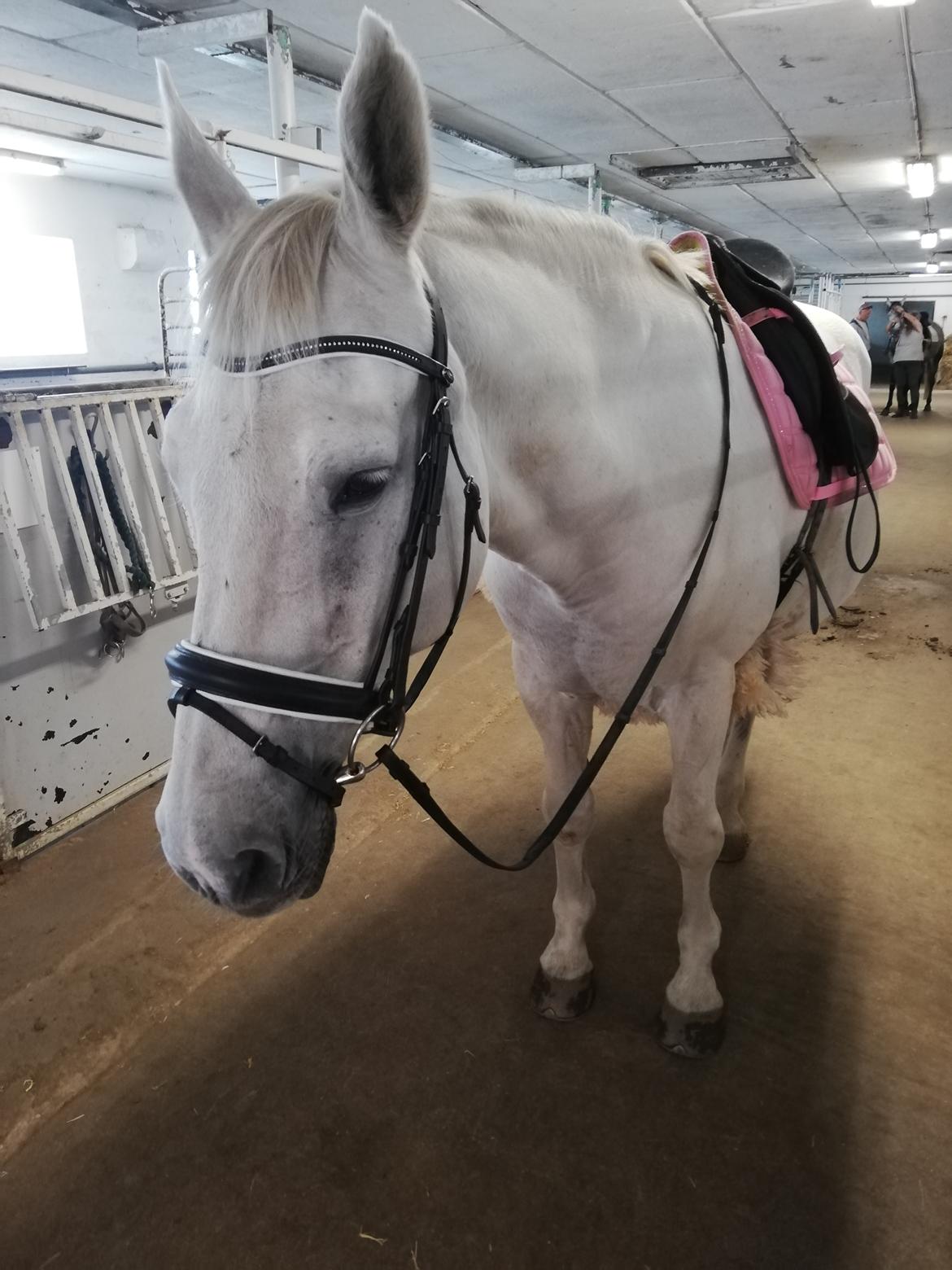 Anden særlig race Kaiser  billede 15