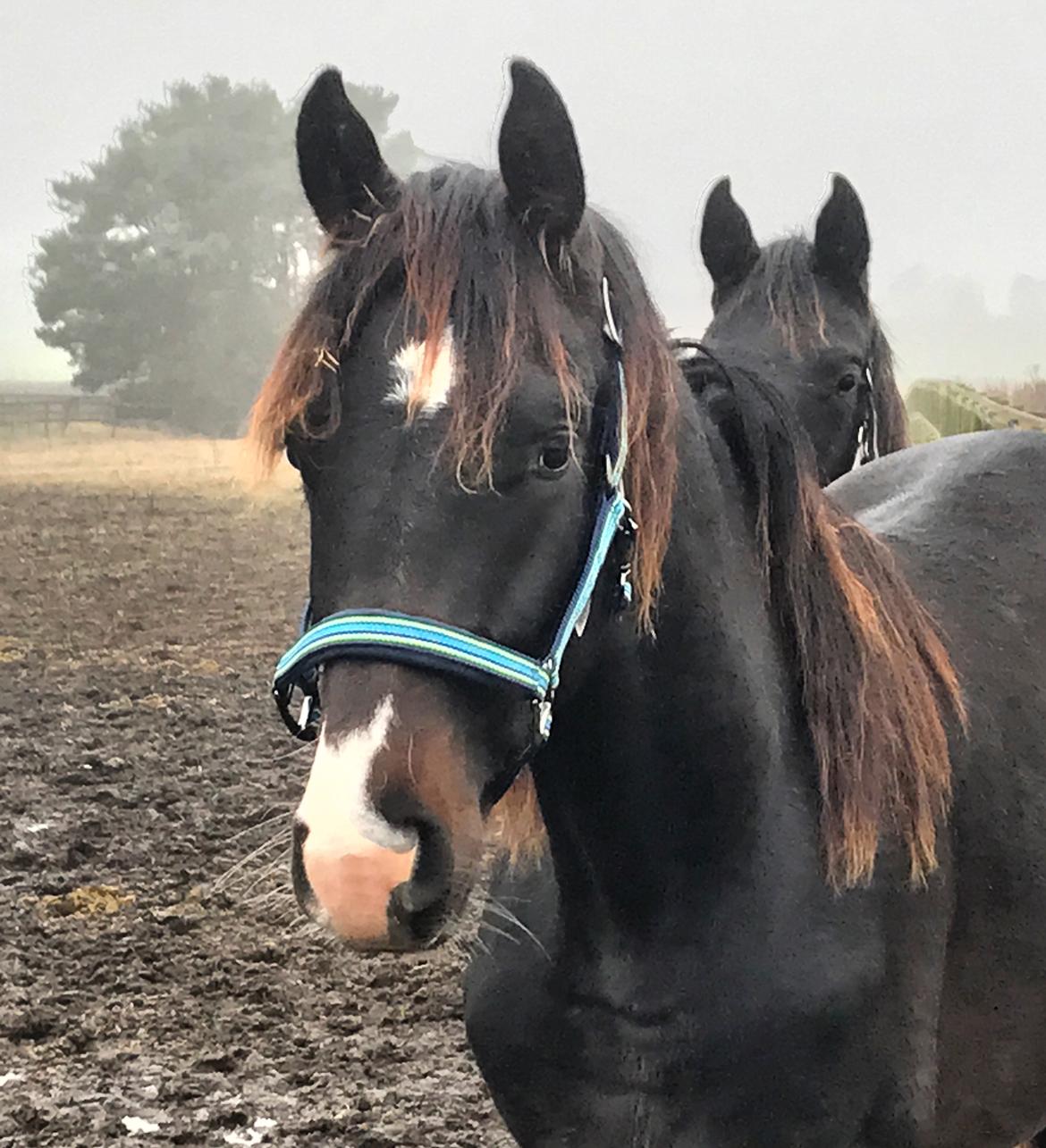 Dansk Varmblod Divito billede 12