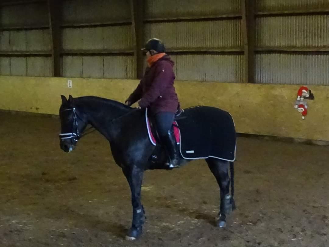 Anden særlig race Mokaia billede 15