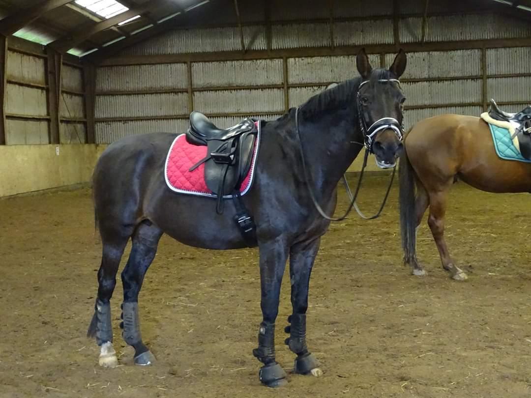 Anden særlig race Mokaia billede 19