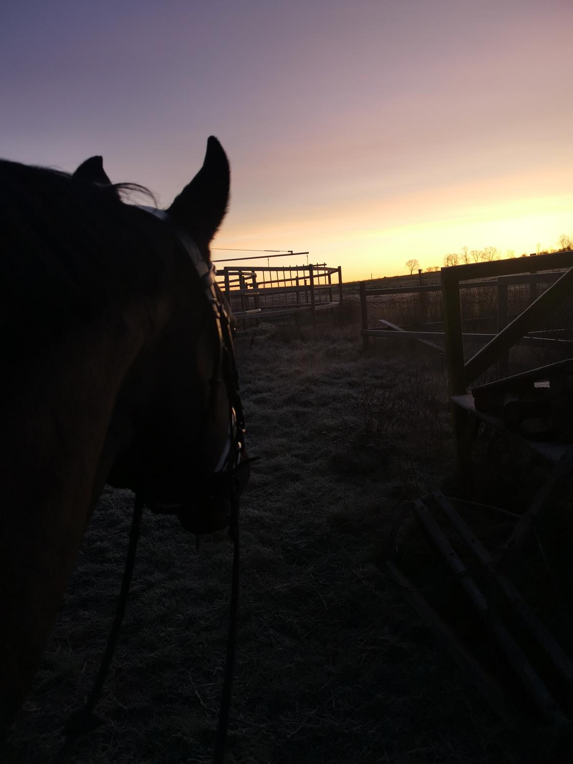 Anden særlig race Mokaia billede 21