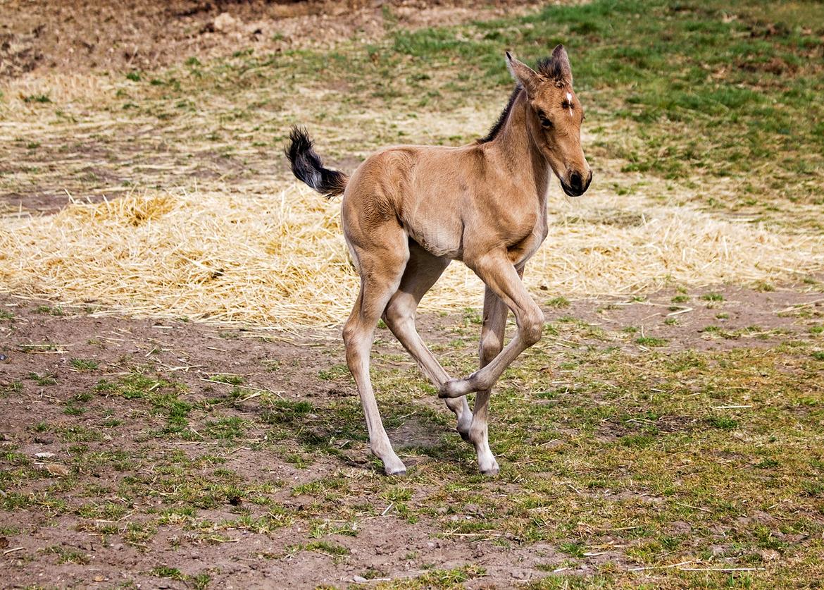 Cruzado Athena - Athena en uge gammel og i hopla billede 8