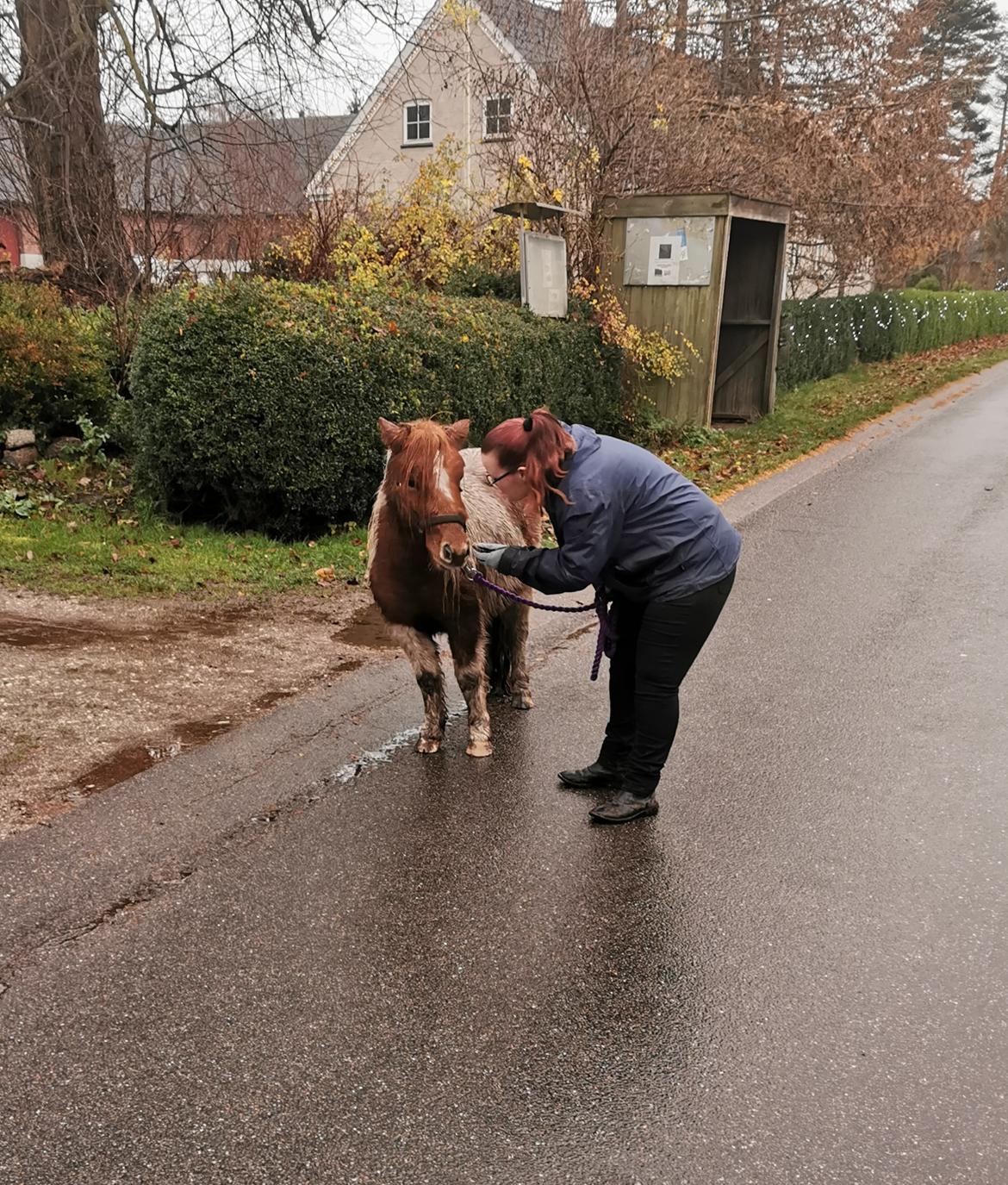 Shetlænder Overfussings Esmaralda - Solgt billede 6