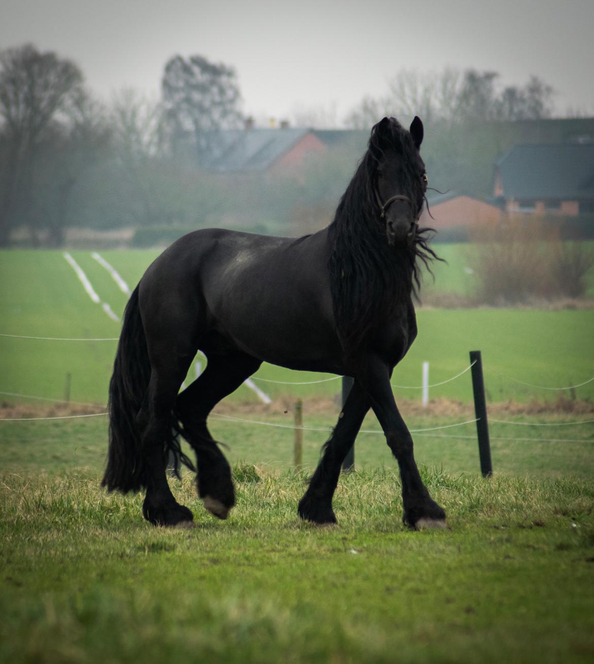 Frieser seppy 16 DØD billede 16