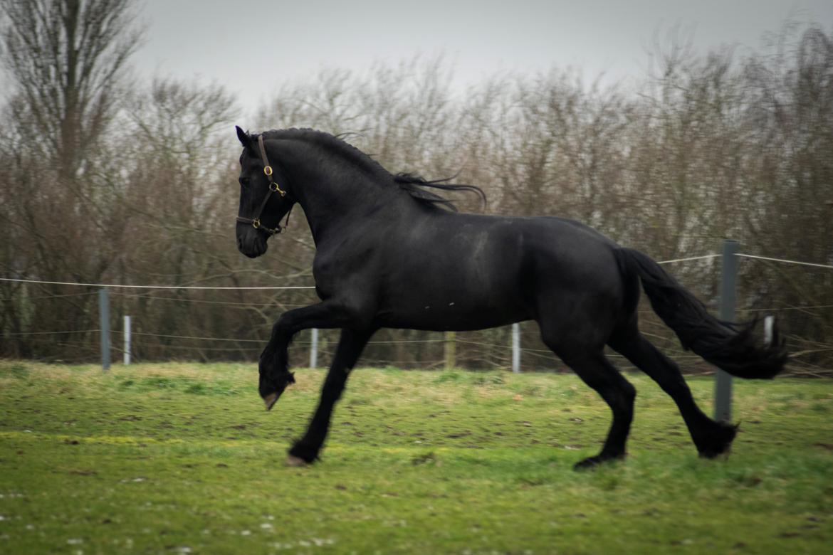 Frieser seppy 16 DØD billede 17