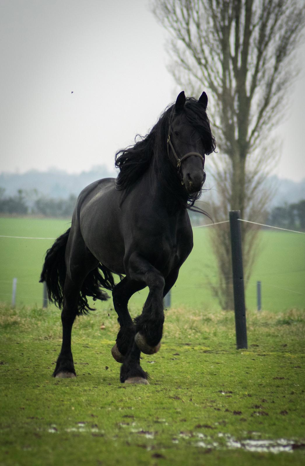 Frieser seppy 16 DØD billede 18