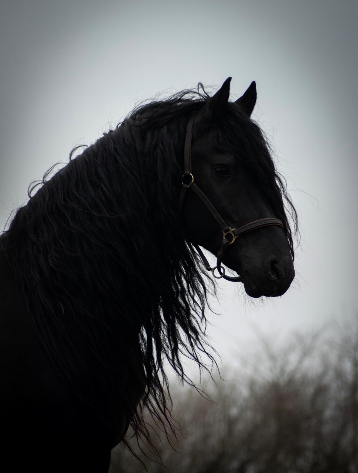 Frieser seppy 16 DØD billede 20