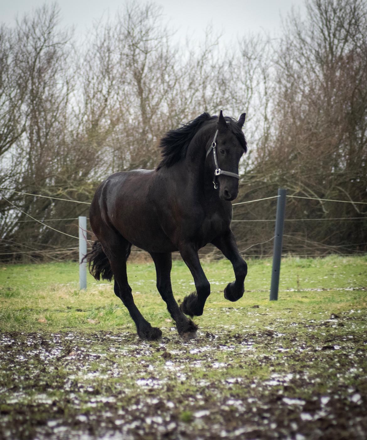 Frieser cardo.   solgt  billede 16