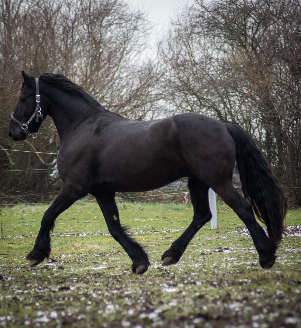 Frieser cardo.   solgt  billede 17