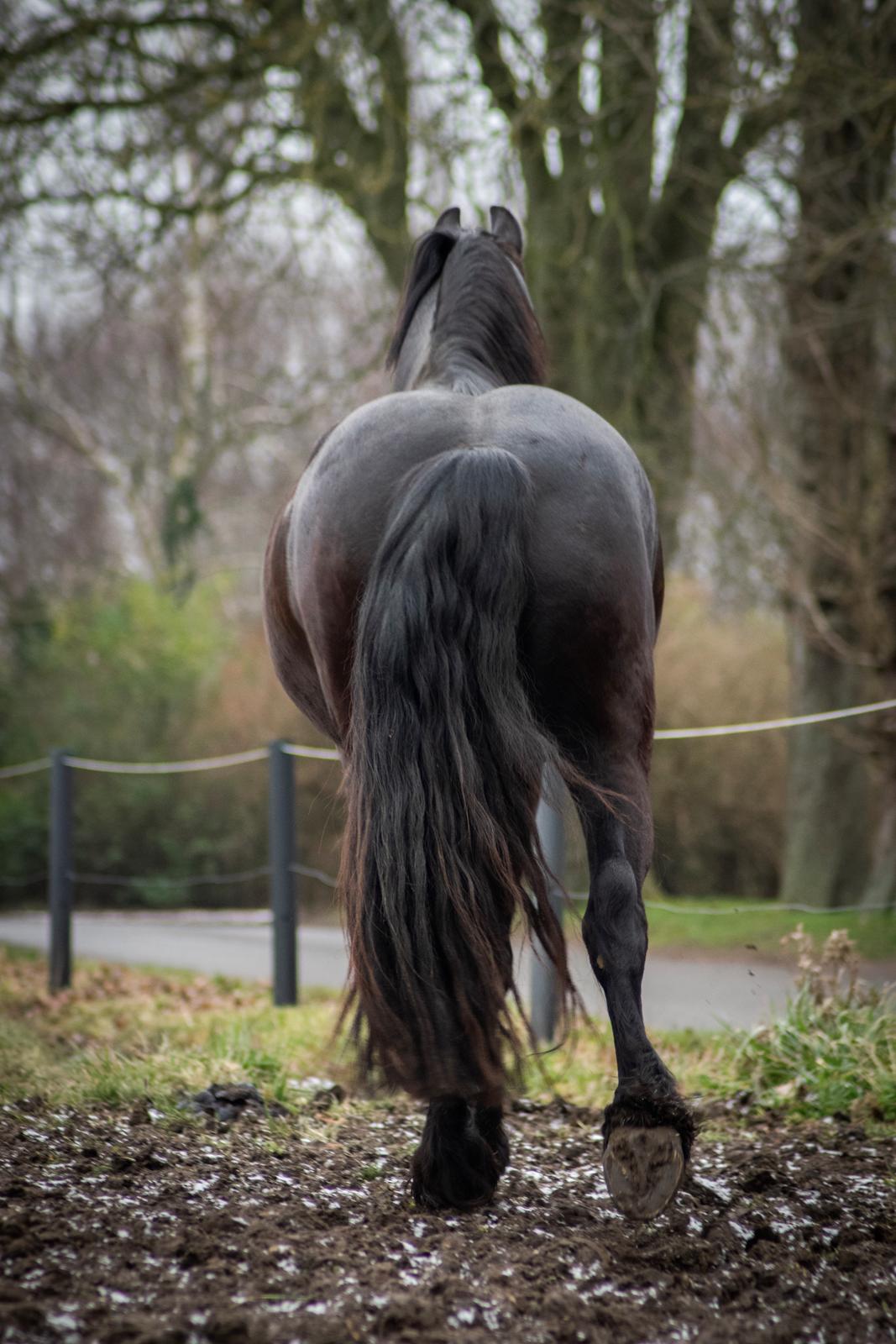 Frieser cardo.   solgt  billede 18