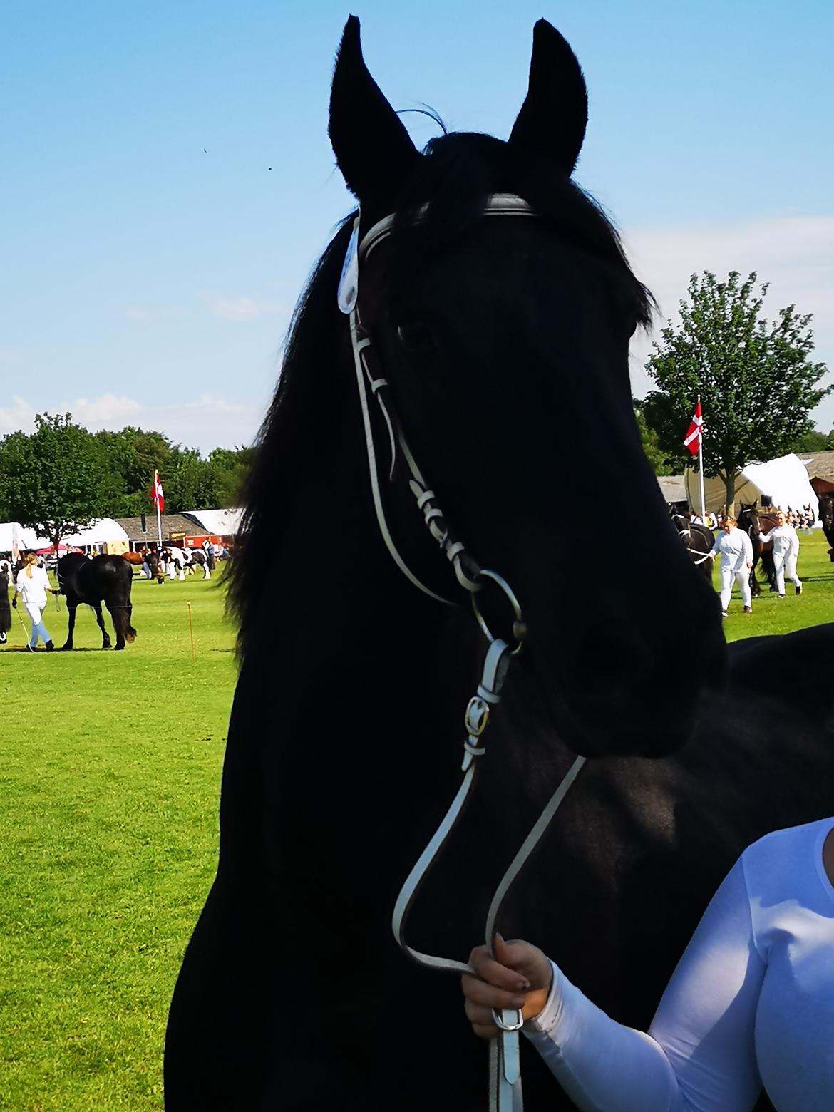 Frieser cardo.   solgt  billede 19