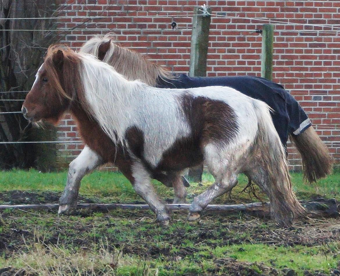 Shetlænder Overfussings Esmaralda - Solgt - :-)  billede 10