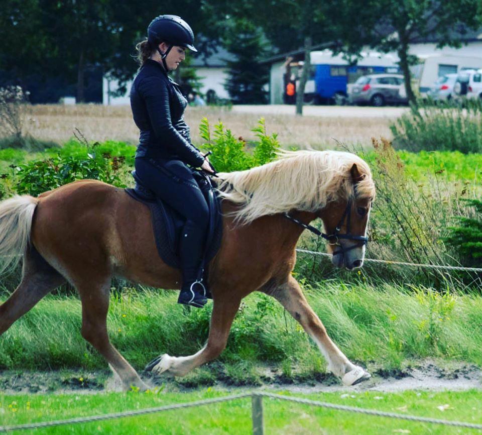 Islænder Fylkir Fra Reykjavik  billede 3