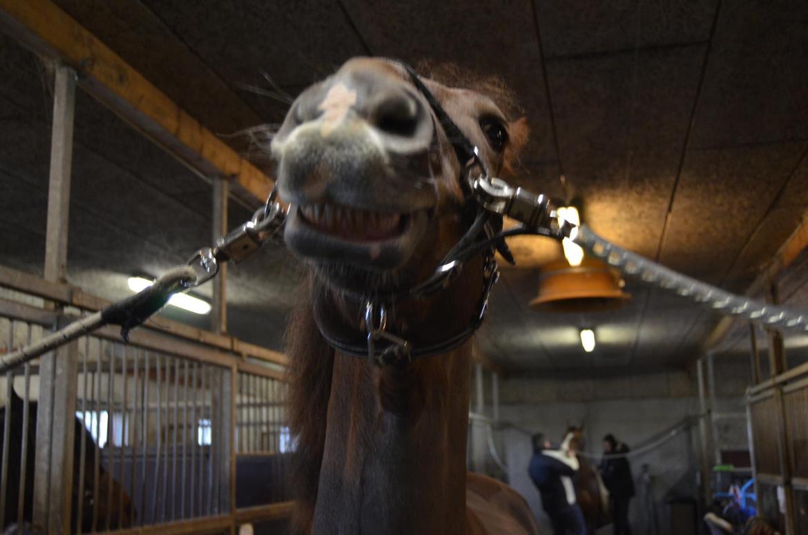 Anden særlig race Zantox billede 6