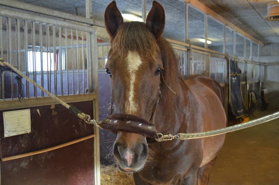 Anden særlig race Zantox billede 8