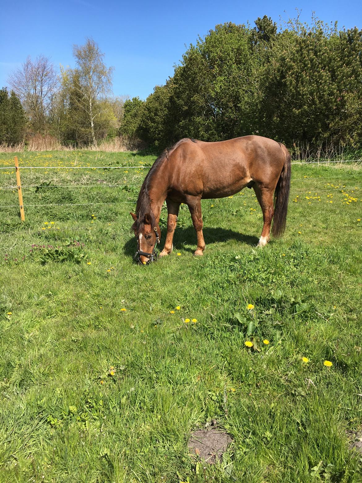 Anden særlig race Zantox billede 10