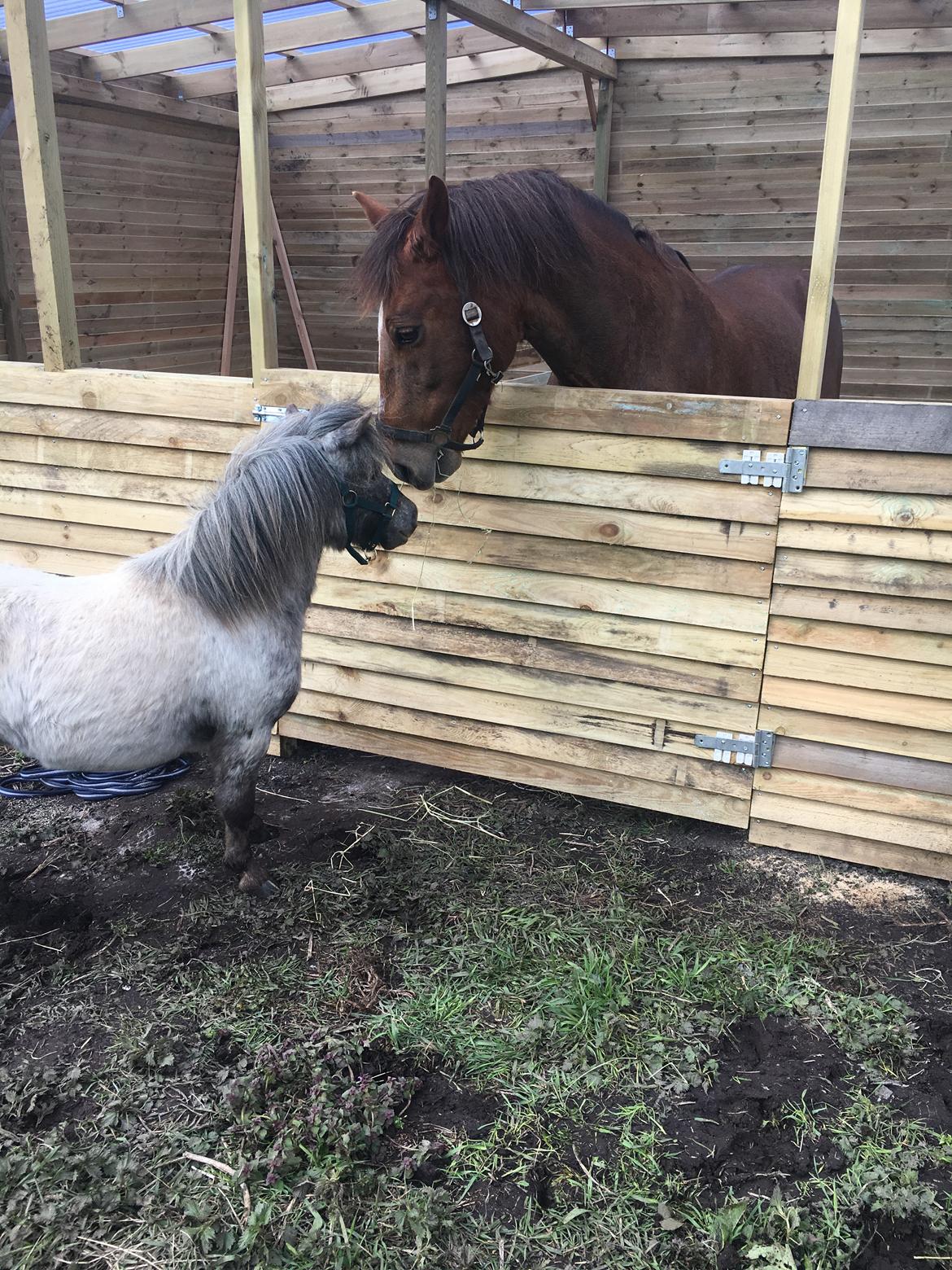 Anden særlig race Zantox billede 11