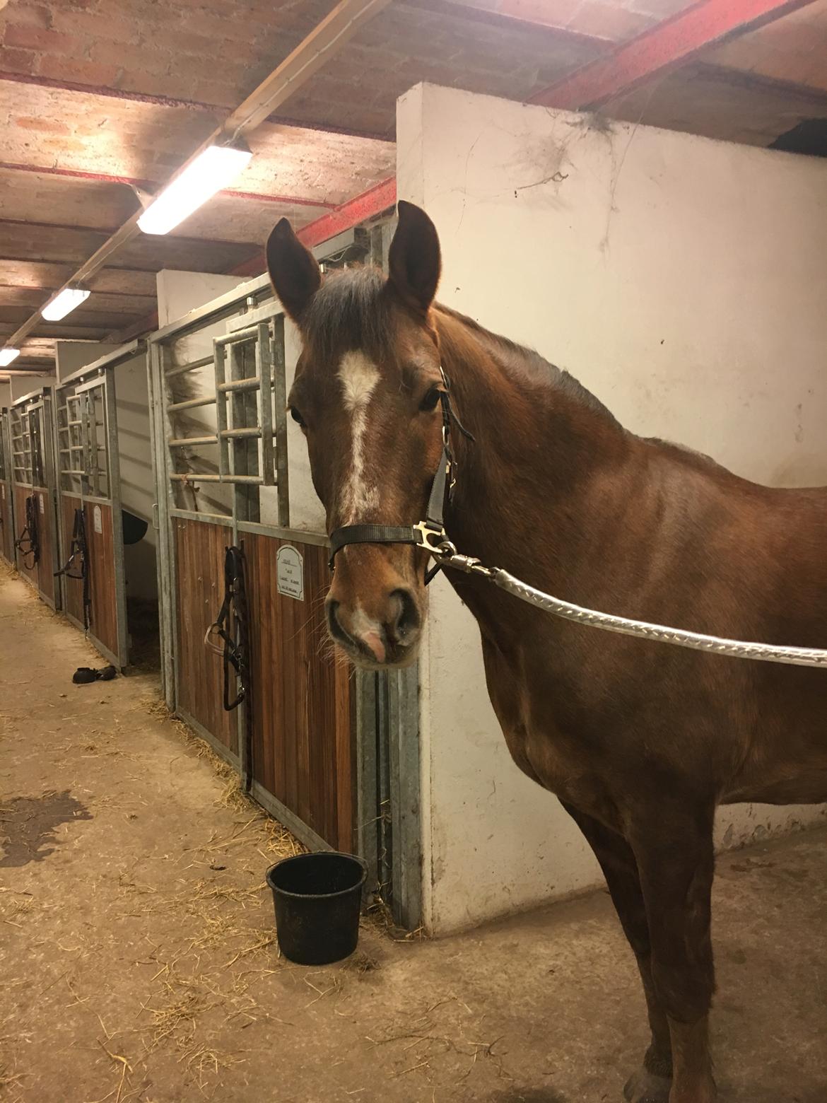 Anden særlig race Zantox billede 12