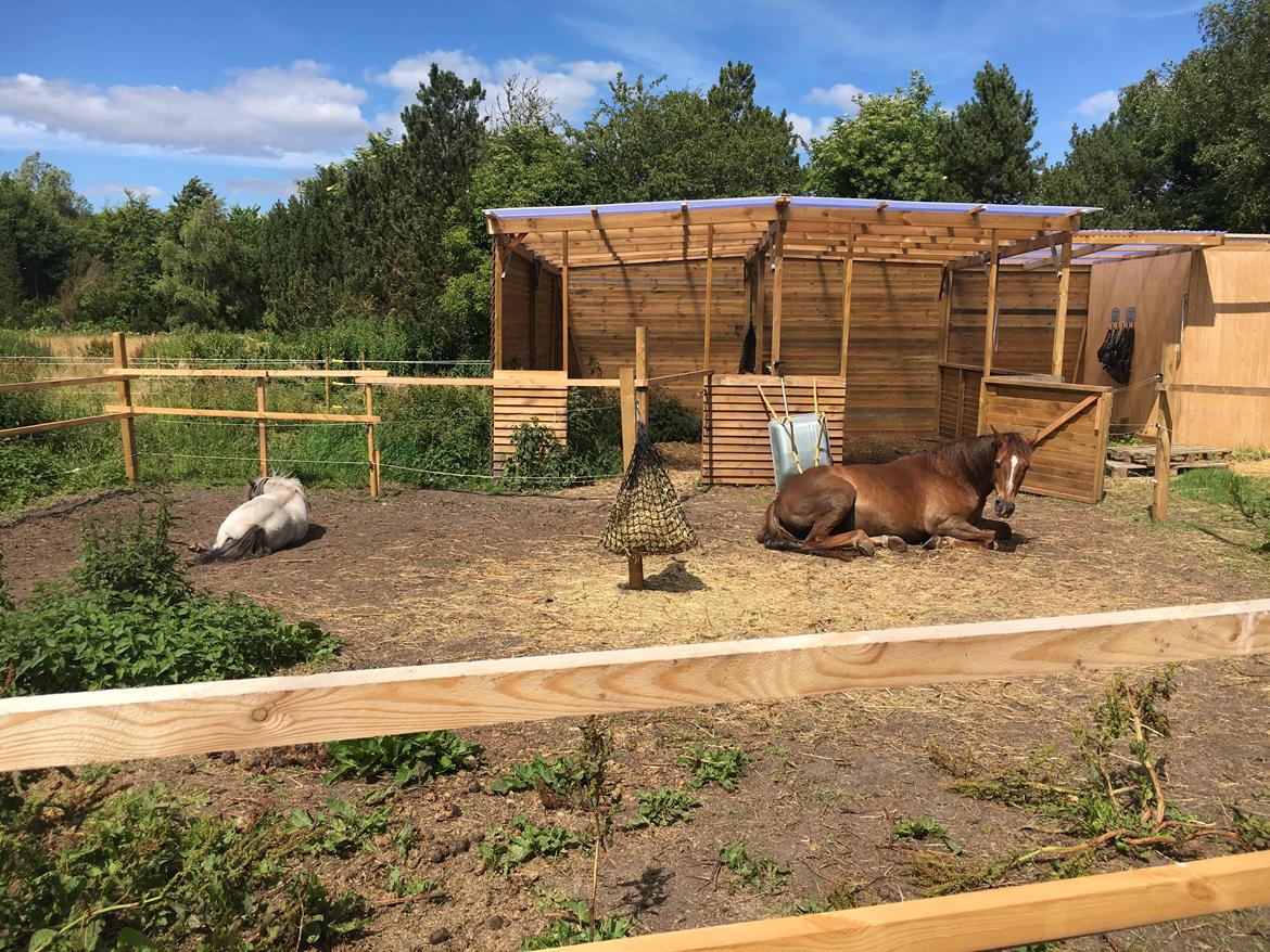 Anden særlig race Zantox billede 9