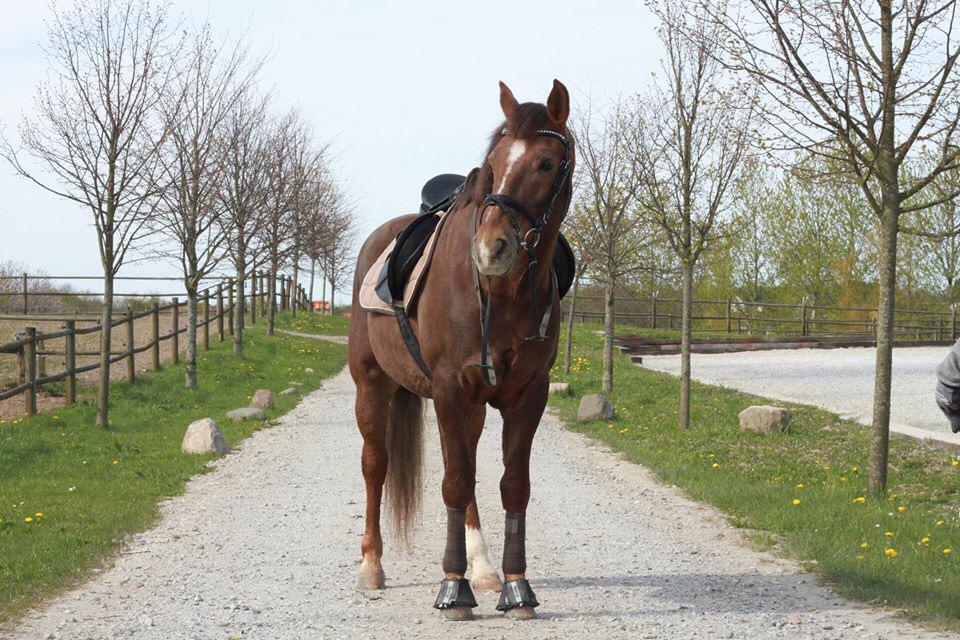 Anden særlig race Zantox billede 14