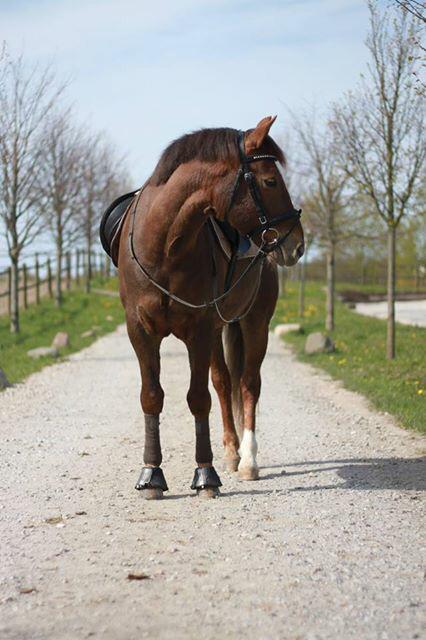 Anden særlig race Zantox billede 15