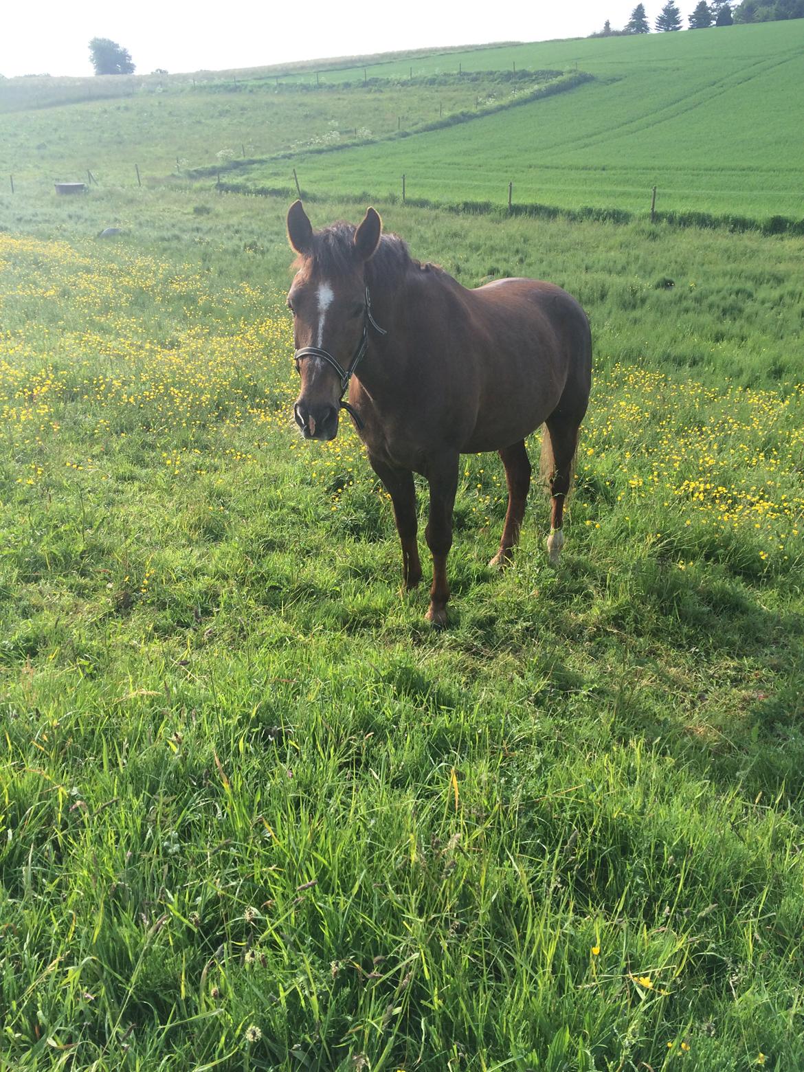 Anden særlig race Zantox billede 13