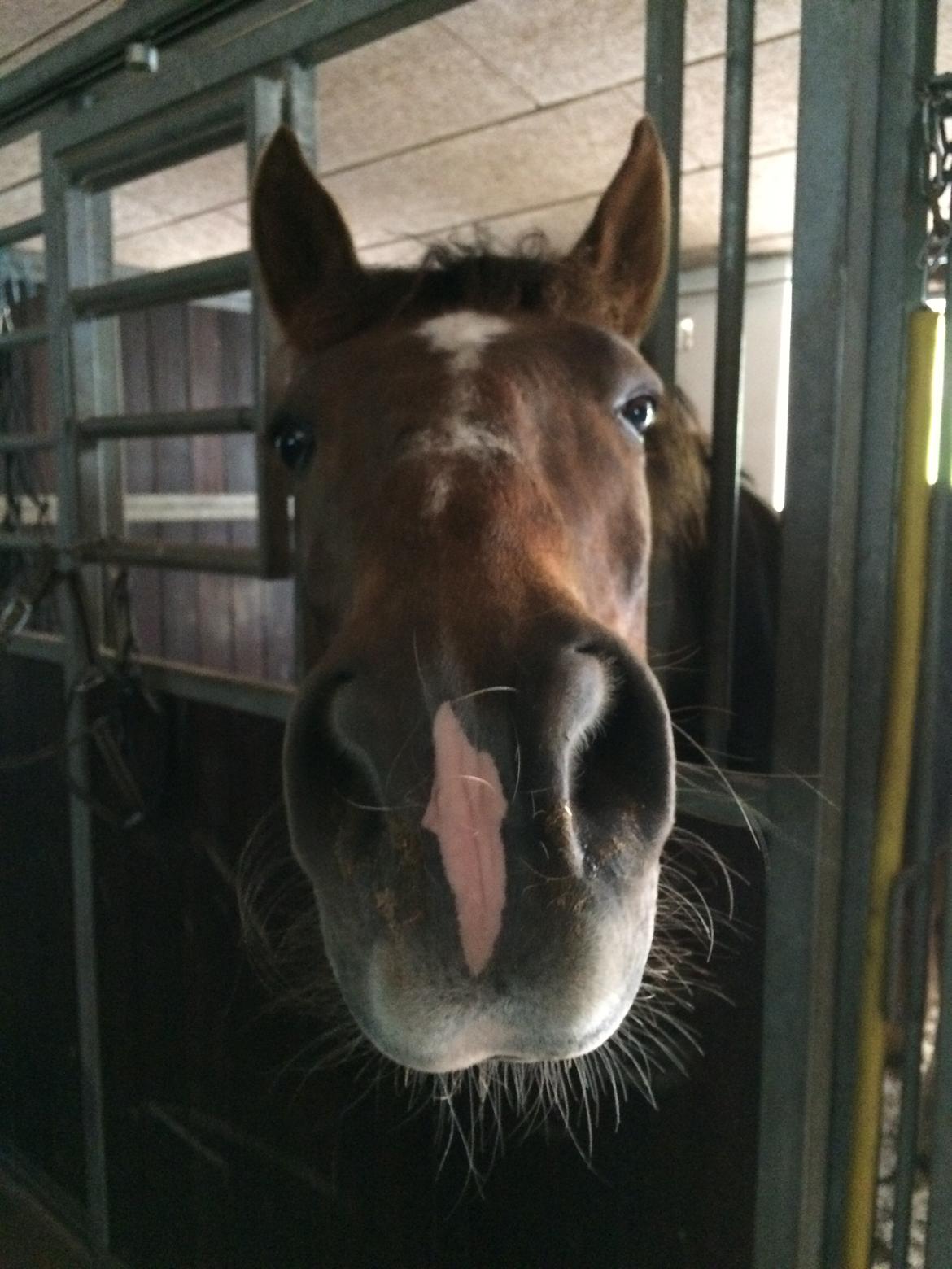 Anden særlig race Zantox billede 16