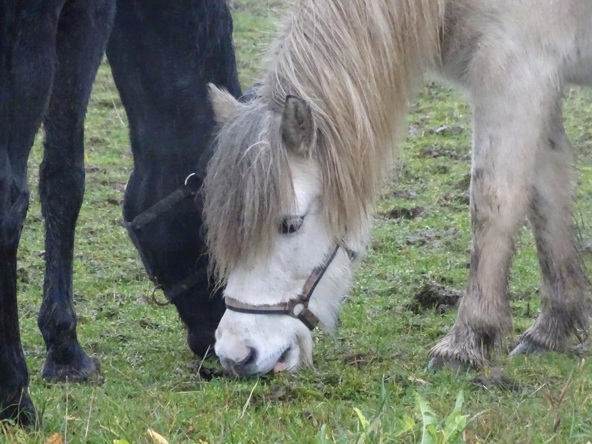 Islænder Katla billede 3
