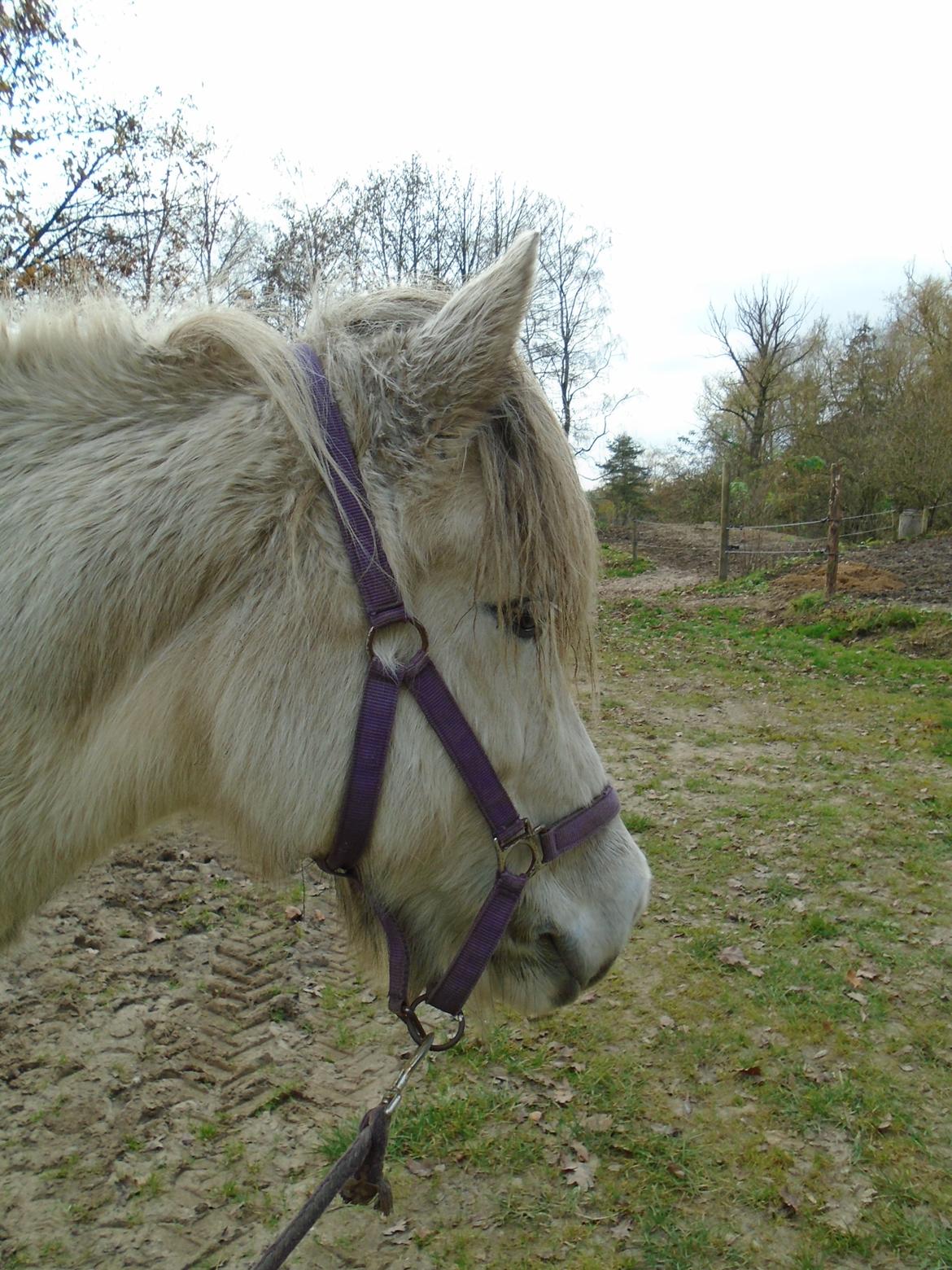 Islænder Katla billede 7