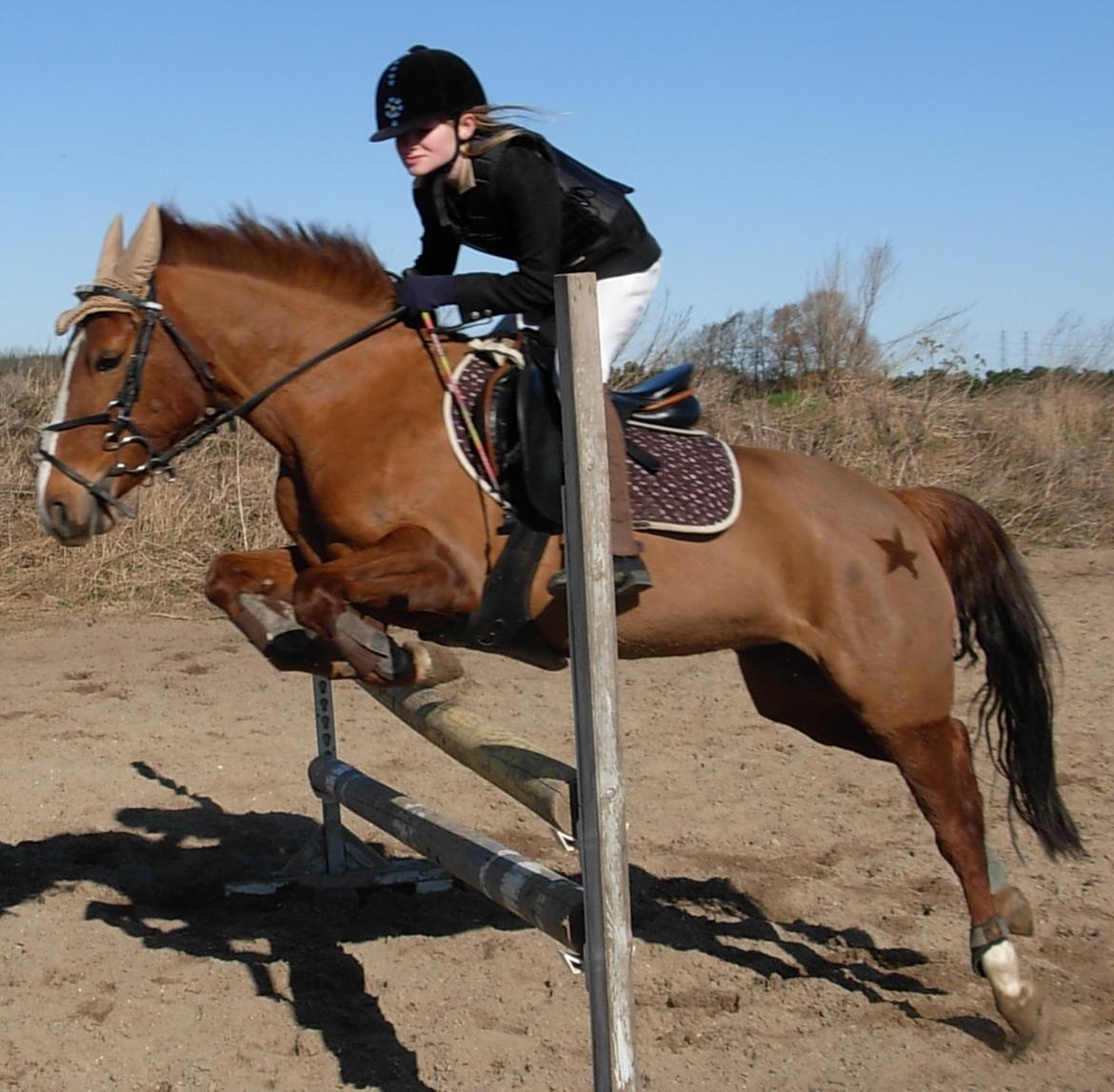 DSP Hvidelandsgårds Je'taime | solgt :( billede 19