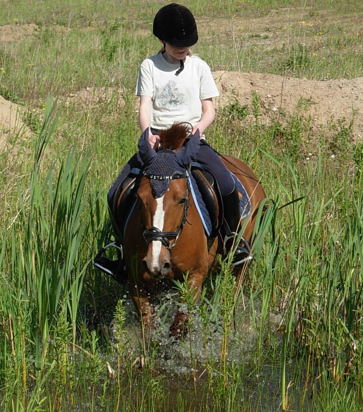 DSP Hvidelandsgårds Je'taime | solgt :( billede 20